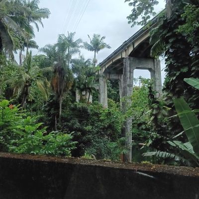 a tree in front of a brick building