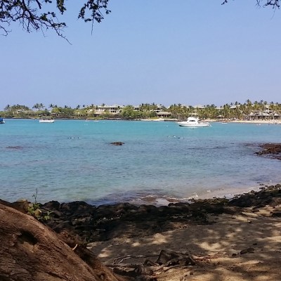 a tree next to a body of water