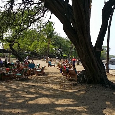 a group of people on a beach next to a tree
