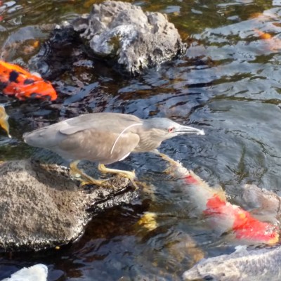 a bird swimming in water