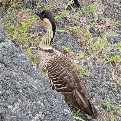 a bird standing on a rock