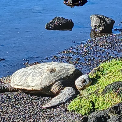 a turtle in the water