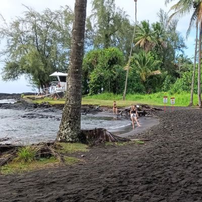 a group of palm trees next to a body of water